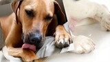 ห้ามพลาด!! 9สาเหตุ สุนัขเลียเท้า สุนัขแทะเท้า ไม่หยุด by Thai Pet Academy