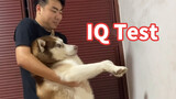 Tes IQ: Gendong anjing ke dinding