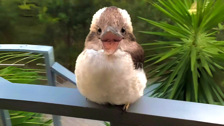 An Australian kookaburra chick whose voice doesn’t match its appearance