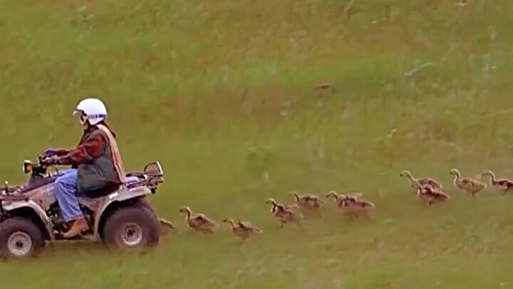 How a Girl Uses an Airplane to Help Geese Migrate