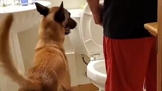 导盲犬带着人上厕所，还要负责掀马桶盖、冲厕所、拿毛巾