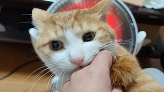 Kucing kecil mencoba menumpang gratis pemanas saya, bahkan menginjak saudara saya...