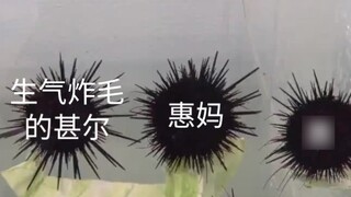[Huima/Hui/Shi'er]Tình trạng gia đình của Shi'er