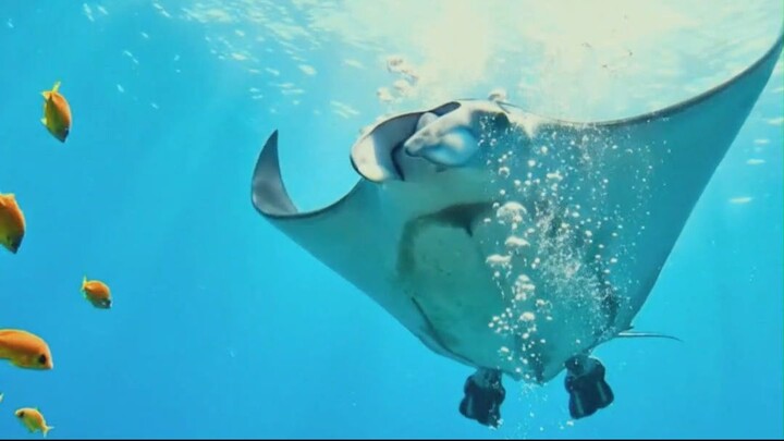 Giant Manta Ray CHARGES Toward Diver! 🤿