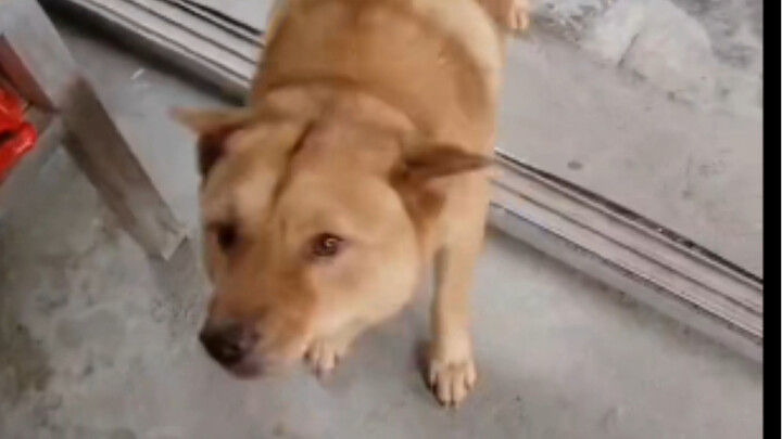 สุนัขราคาประหยัด