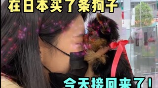 Do dogs in Japan have QR codes?