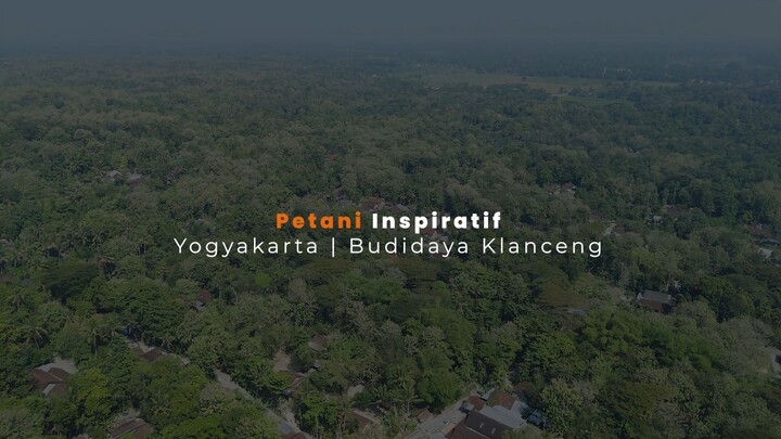 BUDIDAYA LEBAH KLANCENG DARI NOL! Cari di Alam Liar, Kini Punya 400 Koloni dan