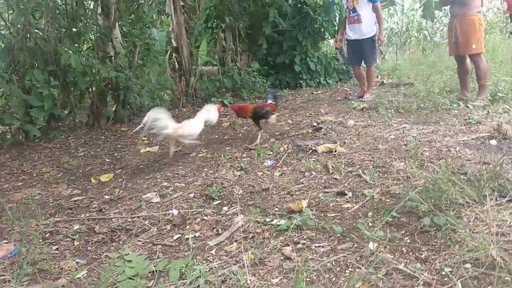 white choco vs pula 7 months old