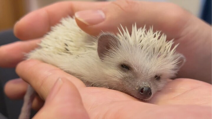 انطباعاتي بعد أسبوع من تربية القنفذ…