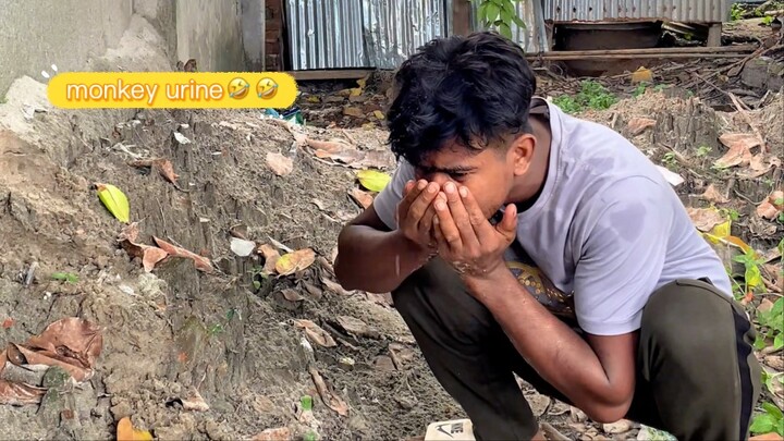 Monkey Urine 🤣🤣🤣🤣