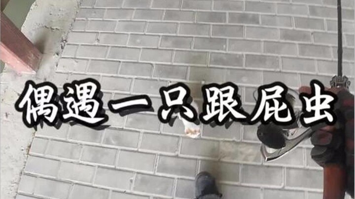 出门钓鱼偶遇一只跟屁虫小奶猫，走到哪就跟到哪！
