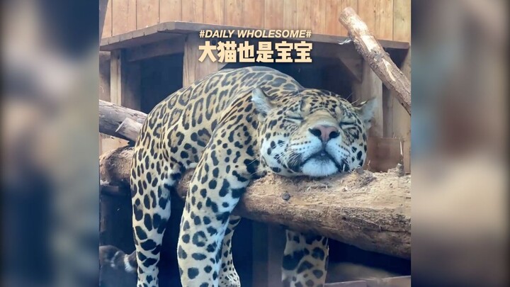 Kucing besar juga masih bayi