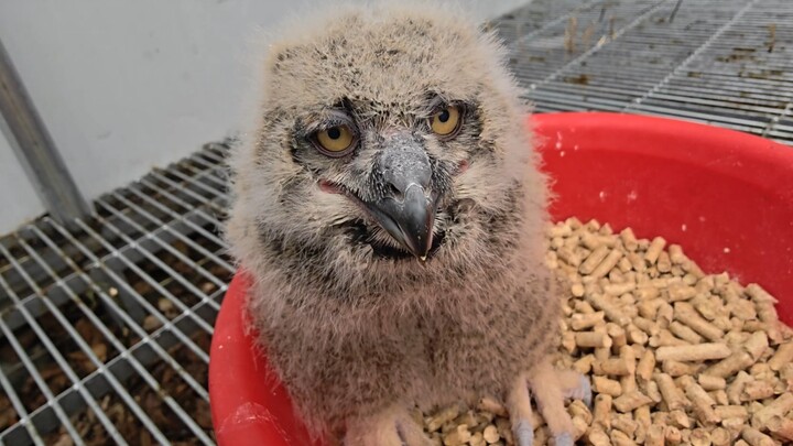 The Eurasian eagle-owl chick sure knows how to eat—downing a mouse in one gulp!