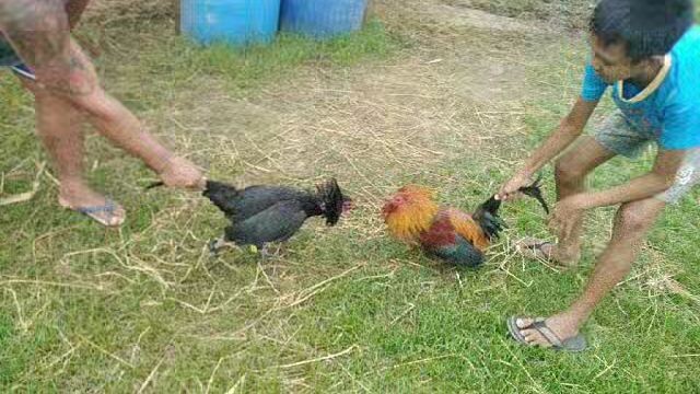 Black Hennie vs Brown red sparring