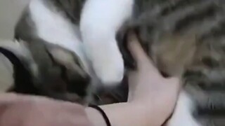 The cat stayed home alone for a month, took great care of itself, and actually gained three jin!