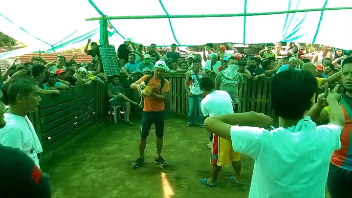 my talisay gold ☝️