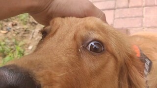 [Animals]A big golden retriever comes while waiting for takeaway!