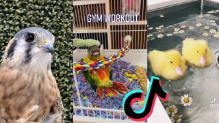 Bird Side of Tiktok Compilation #7