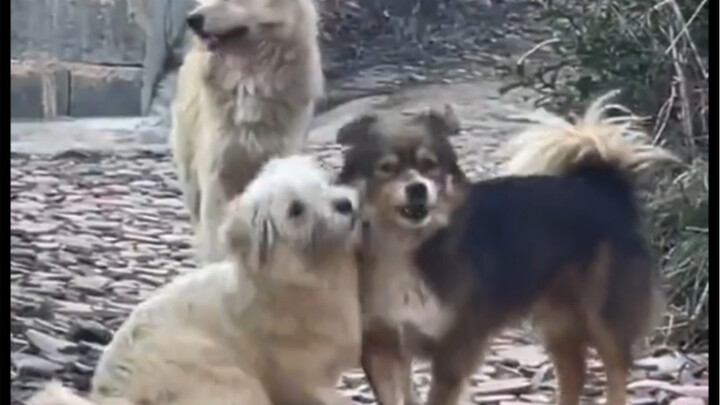 Trên ngọn núi phía đông có hai con bò, bò đực nói với bò cái: “Anh yêu em.”