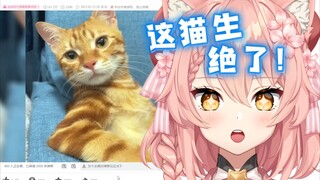 外国猫看猫猫，直呼这日子过得比人舒服啊！【Hiiro】
