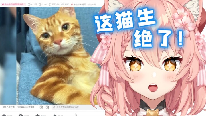 外国猫看猫猫，直呼这日子过得比人舒服啊！【Hiiro】
