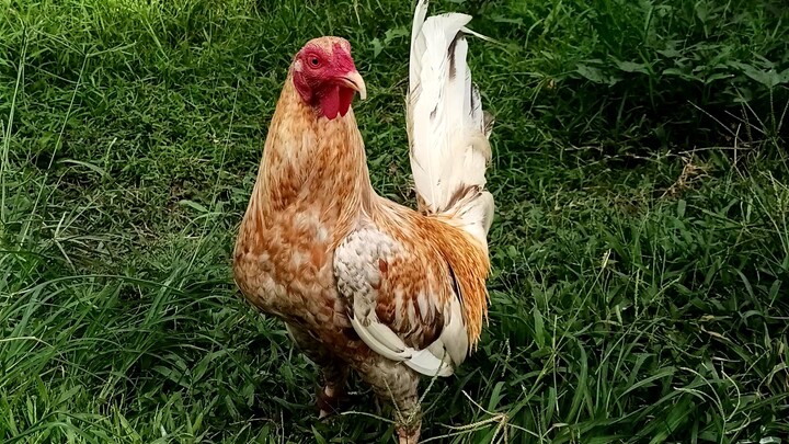 my own breed Sim's bulik 3 times winner na...