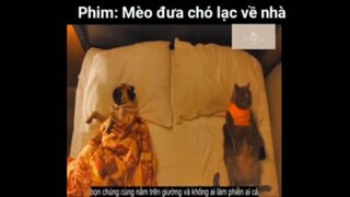 Tóm tắt phim: Mèo đưa chó lạc về nhà #VideoHayNhất