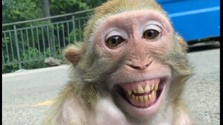 มาดูกันว่ามนุษย์ทำให้ลิงบ้าได้อย่างไร!