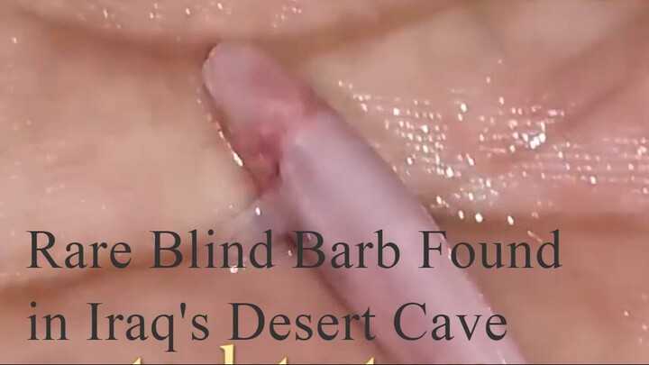 Rare Blind Barb Found in Iraq's Desert Cave