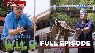Returning Philippine cobras to the wild! (Full Episode) | Born to Be Wild