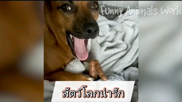 #สัตว์โลกน่ารัก😘😘😘