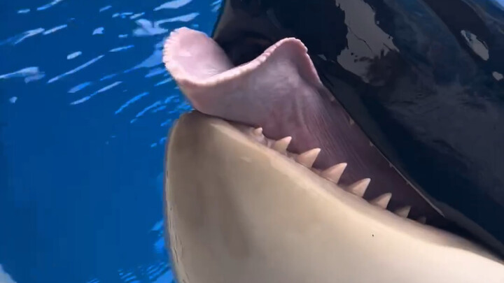 Douding’s Children’s Day wish was just a bucket of fish. So cute! It was easily granted, bringing he
