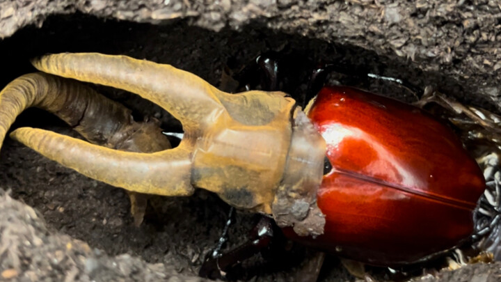 Giúp tôi lấy cái mũ xuống với, cảm ơn.