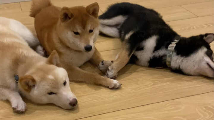 The Bedroom Defense Battle: The Four Protectors