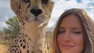 5 ช่วงเวลาที่จะบอกคุณว่า เสือชีตาห์นั้นจริงๆ แล้วขี้อ้อนยิ่งกว่าแมวเสียอีก!