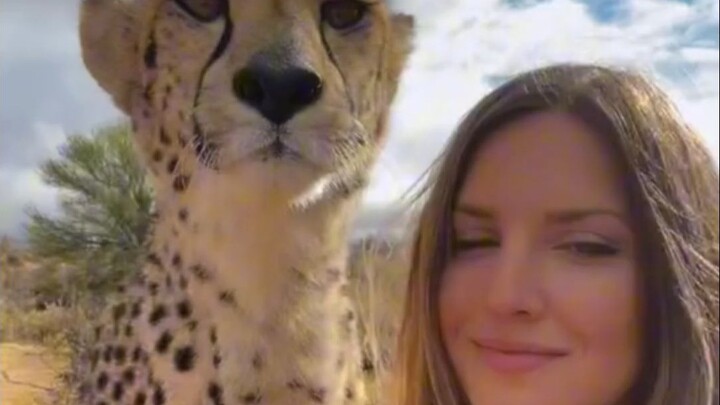 5 khoảnh khắc sẽ cho bạn thấy, báo săn thực ra còn thân thiện hơn cả mèo!