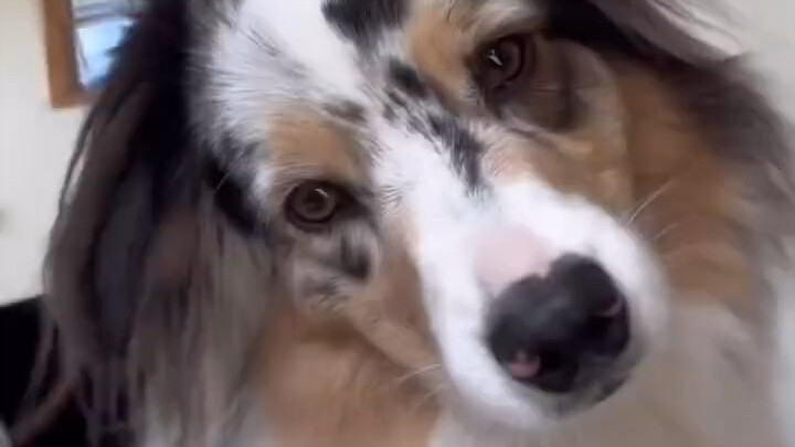 Um… could you teach my dog? My cat really needs this skill too.