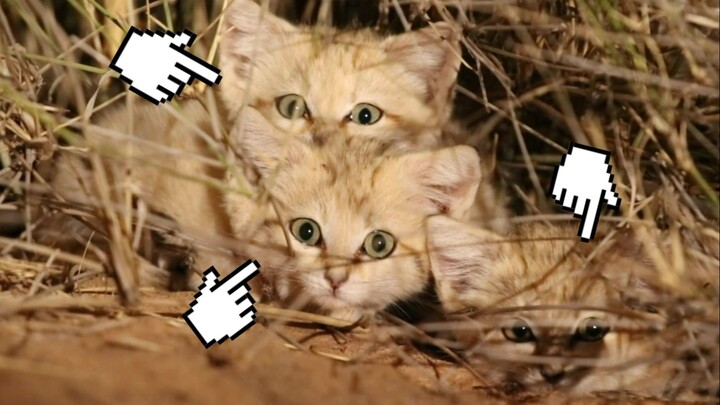 Desert Cat: A tiny feline of the desert that can bark like a dog, and it even comes with an endless 