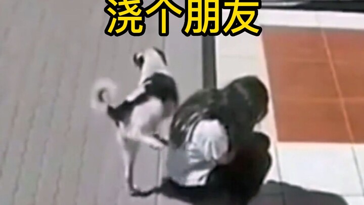 What bad intentions could a little dog possibly have?