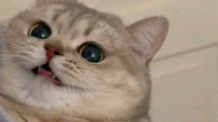 Kucing kecil yang terlalu manja bakal dimakan!