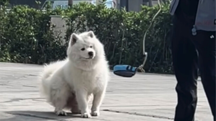 Bebaskan Si Kepala Batu Kecil dari Siberia