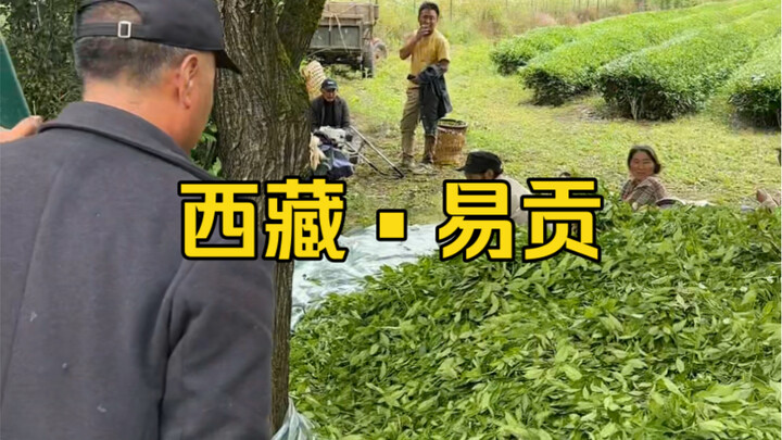 永远铭记心中的红色，让西藏开出一片片茶海！