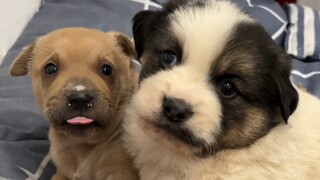 [Dogs] Playing With Neighbour's Puppies