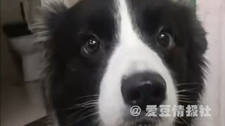 以为是恶犬 没想到是饿犬