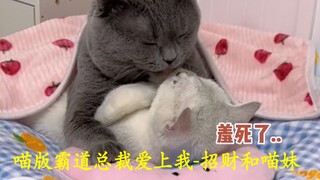 Pet Commentary: The Cat-Version of the Overbearing CEO Falling for Me—Zhao Cai and Miao Mei