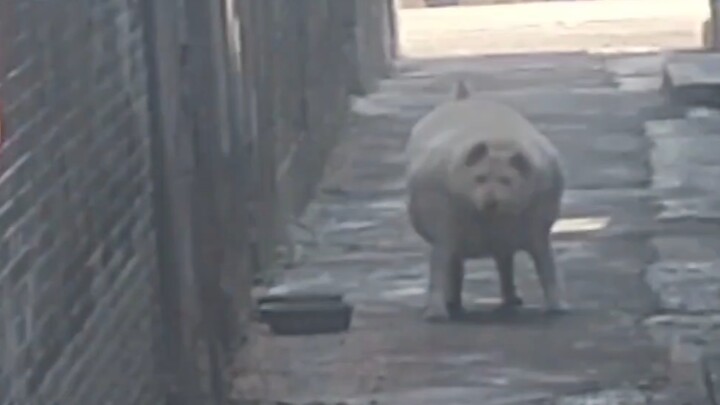 Satu-satunya kali, ketemu anjing tapi tidak lari