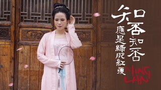 【小寒老师吖】《知否 知否》舞蹈 原创编舞 中国舞 古典舞 应是绿肥红瘦