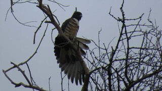 Wild migratory BLACK BAZA preening, Singapore