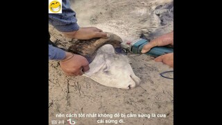 Review Cách Không Để Bị Cắm Sừng | Review Cuộc Sống Và Con Người | Kênh Hài Hước TV