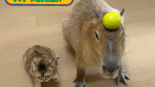 ที่แท้อารมณ์ของคาปิบาราช่างมั่นคงจริงๆ!